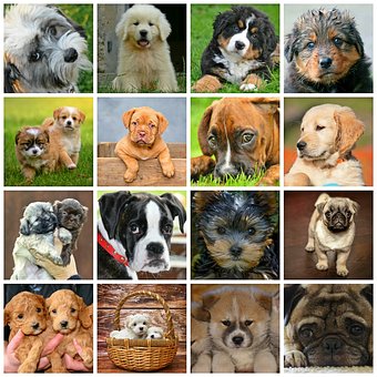 Seniors & Pets III: The 5 Best Dog Breeds for Seniors